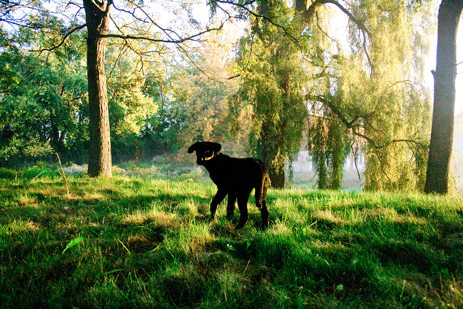 Zaina at morning dawn