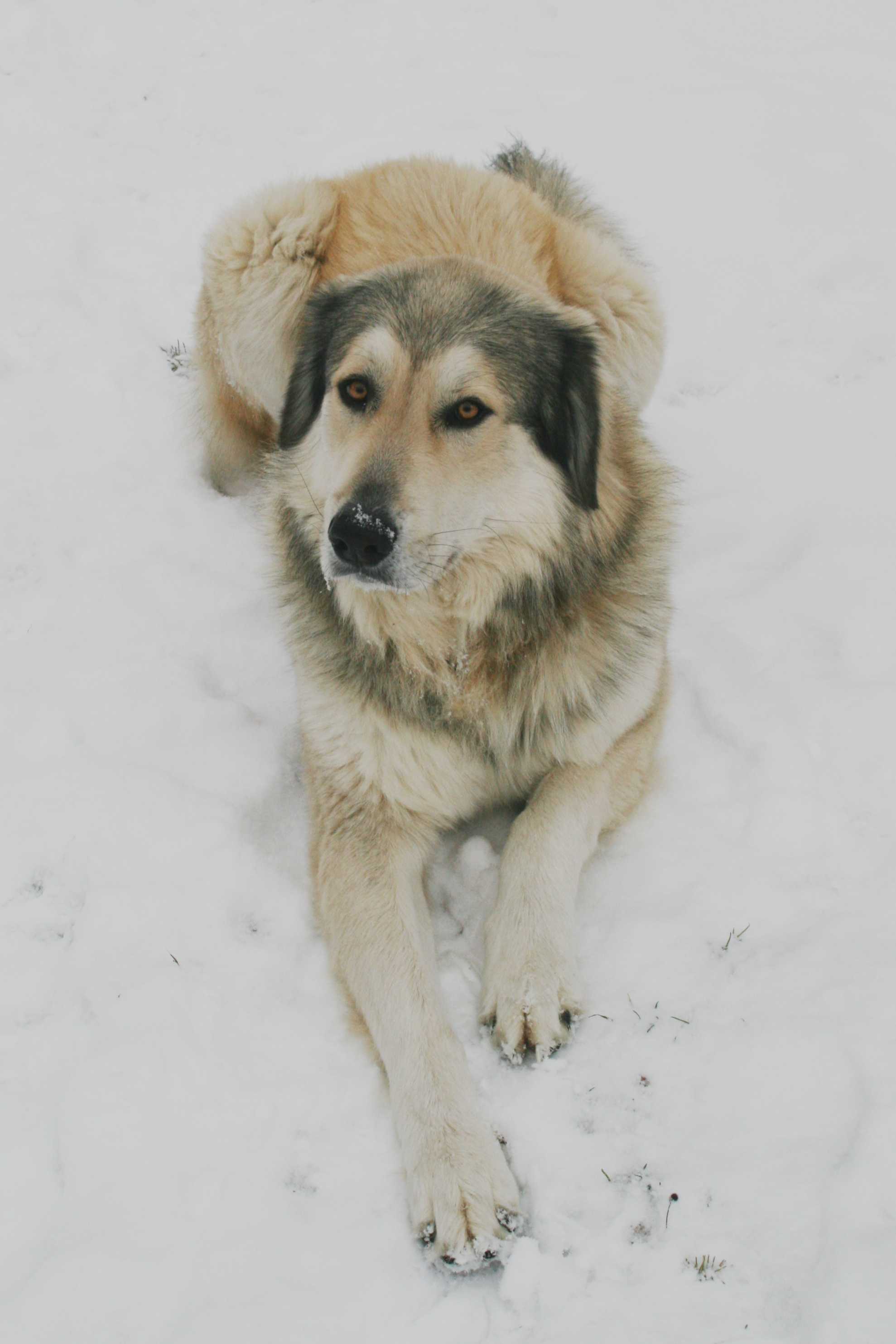 Radar's brown eyes