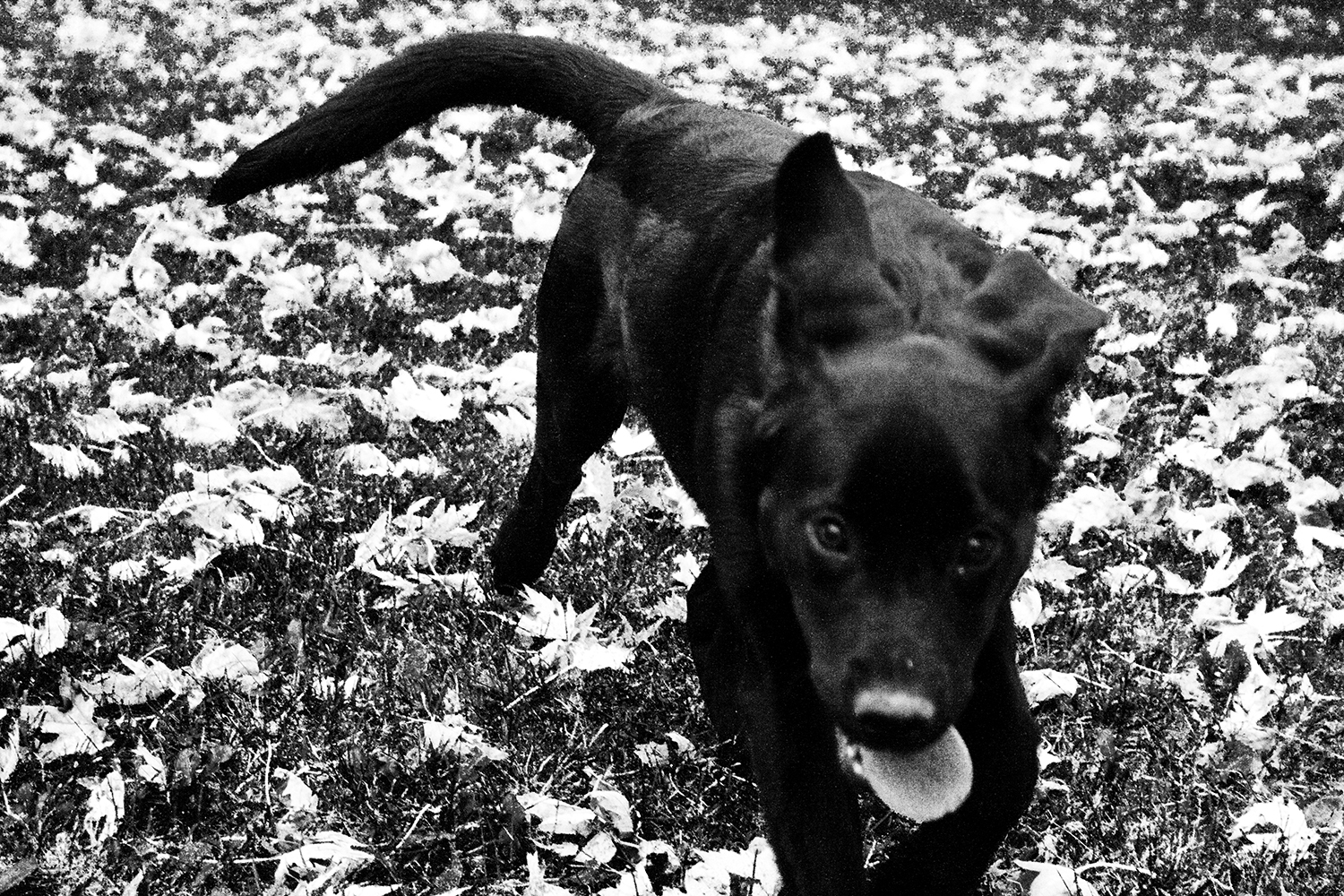 Zaina running black and white