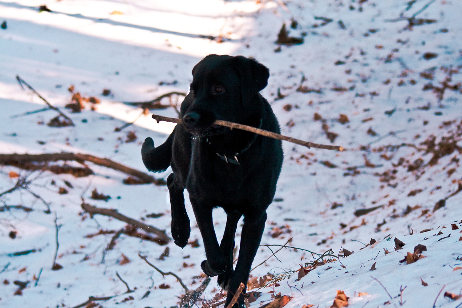 Zaina running in the snow